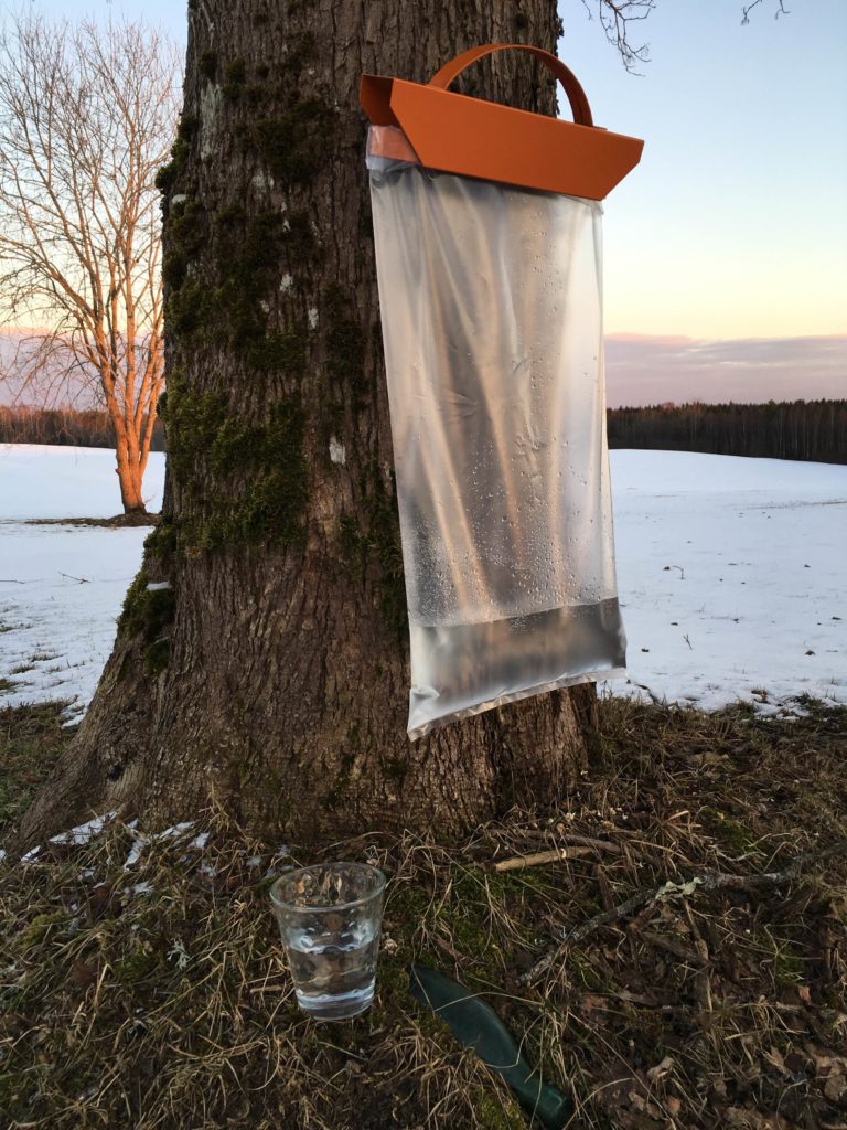 Harvesting of birch sap